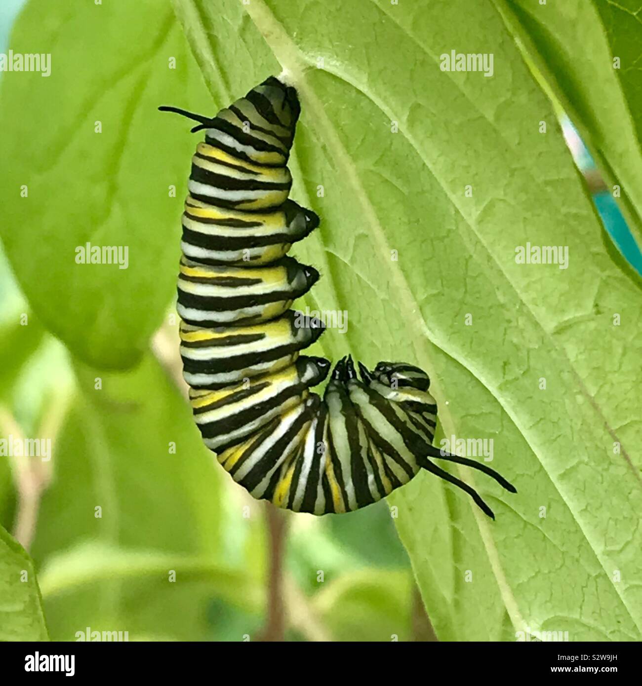 Monarch butterfly caterpillar attached to the underside of a leaf in the j form transforming into a chrysalis Stock Photo