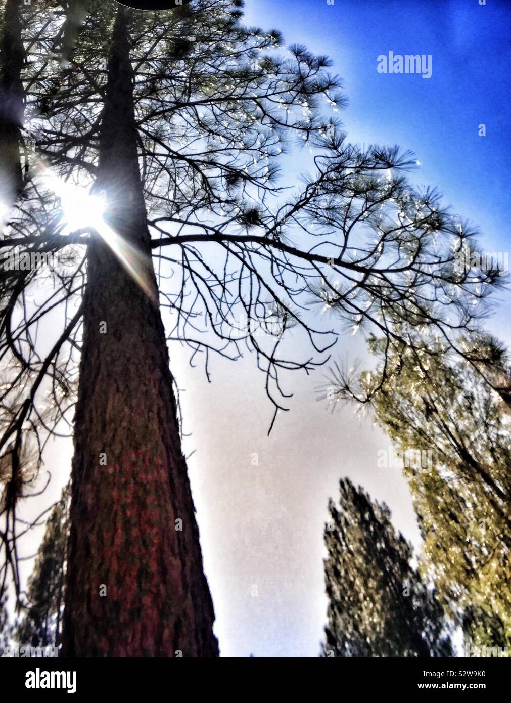 Sun beaming through tall tree Stock Photo