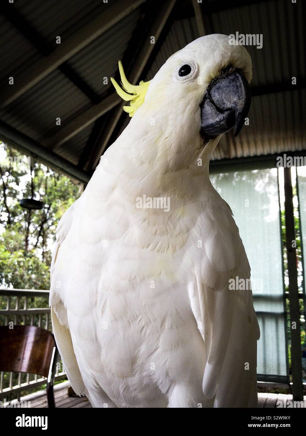 A cheeky and tame native Australian yellow crested cockatoo bird saying g’day mate Stock Photo