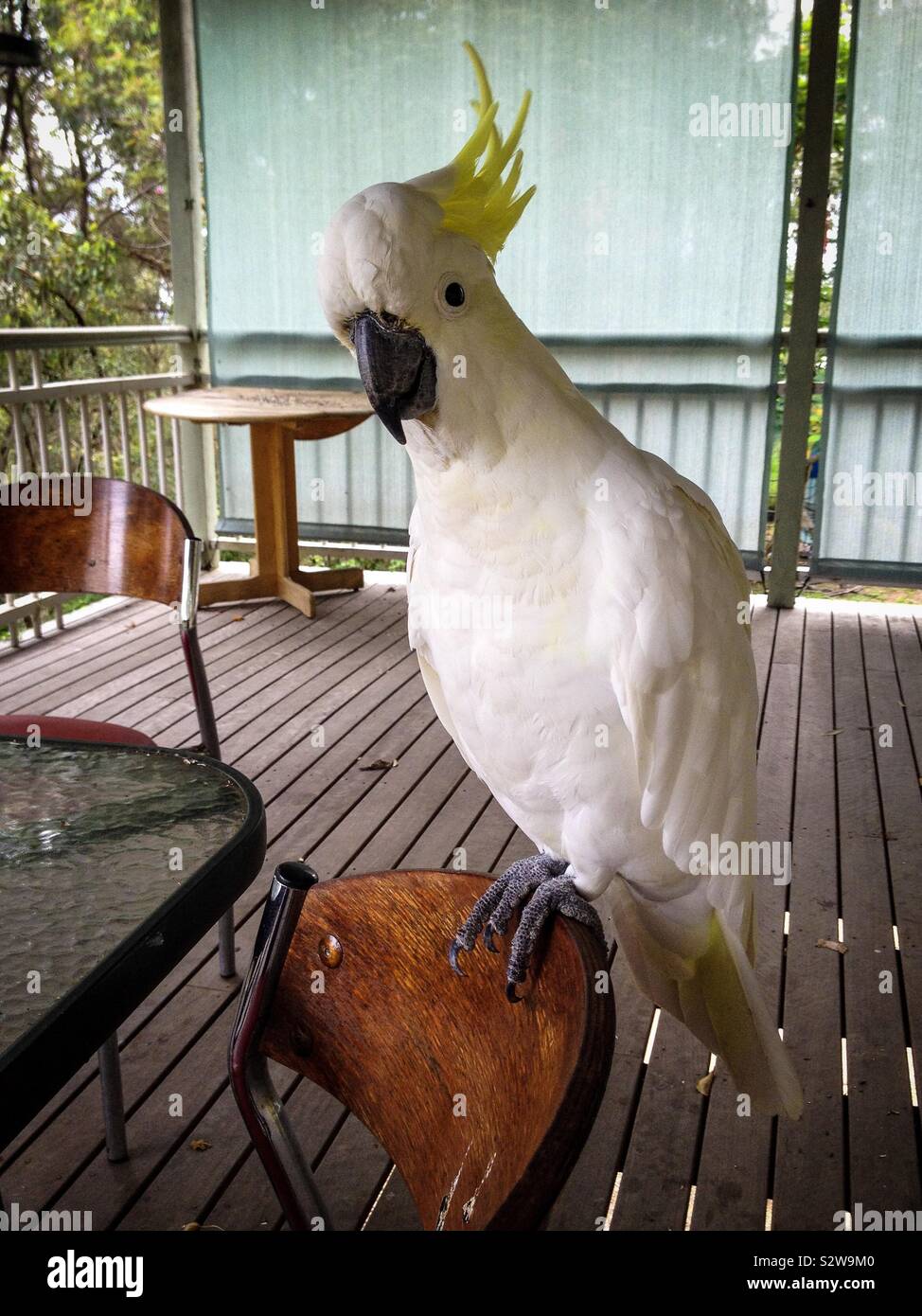 A cheeky and tame native Australian yellow crested cockatoo bird saying g’day mate Stock Photo
