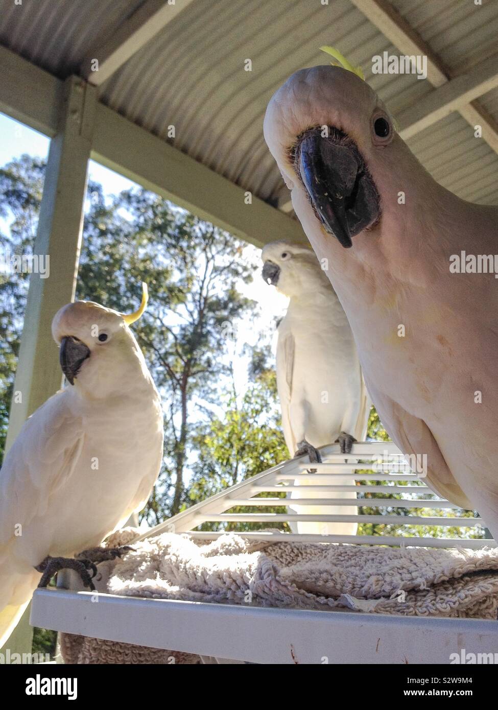 Cheeky and tame iconic native Australian yellow crested cockatoo birds saying g’day mate, feed me now Stock Photo