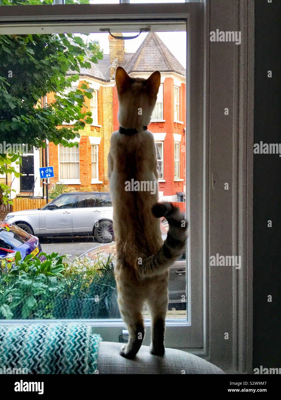 Bengal cat looking out the window in Stoke Newington, London, England UK - Smartphone Captured Stock Image