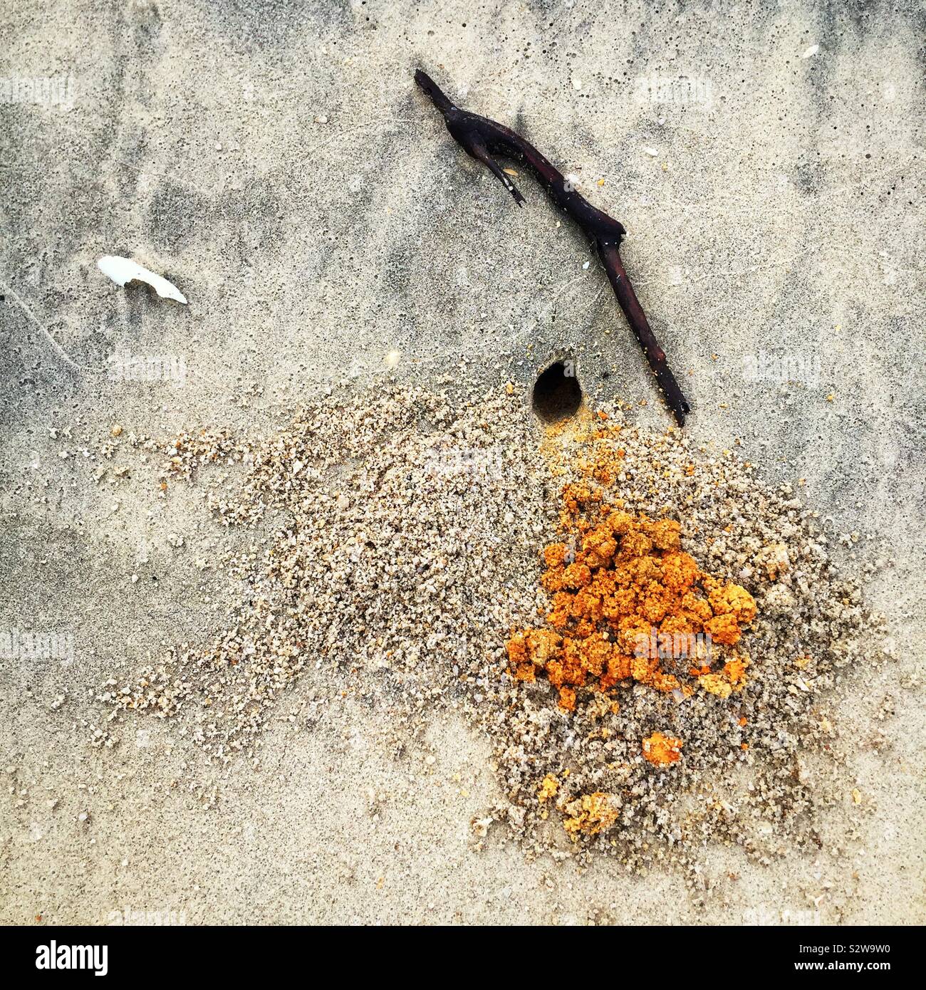 Crab burrow on the beach, Manjung River estuary, near Lumut, Perak, Malaysia Stock Photo