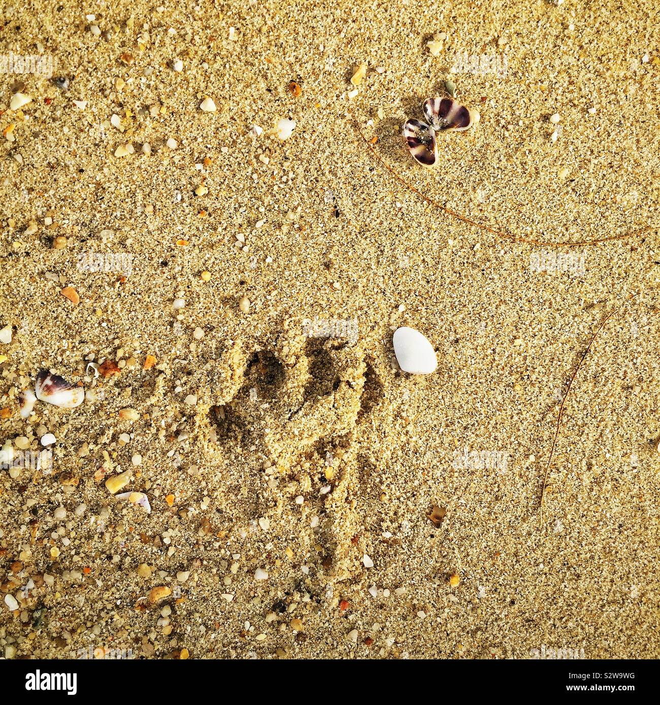 Monkey footprint hi-res stock photography and images - Alamy