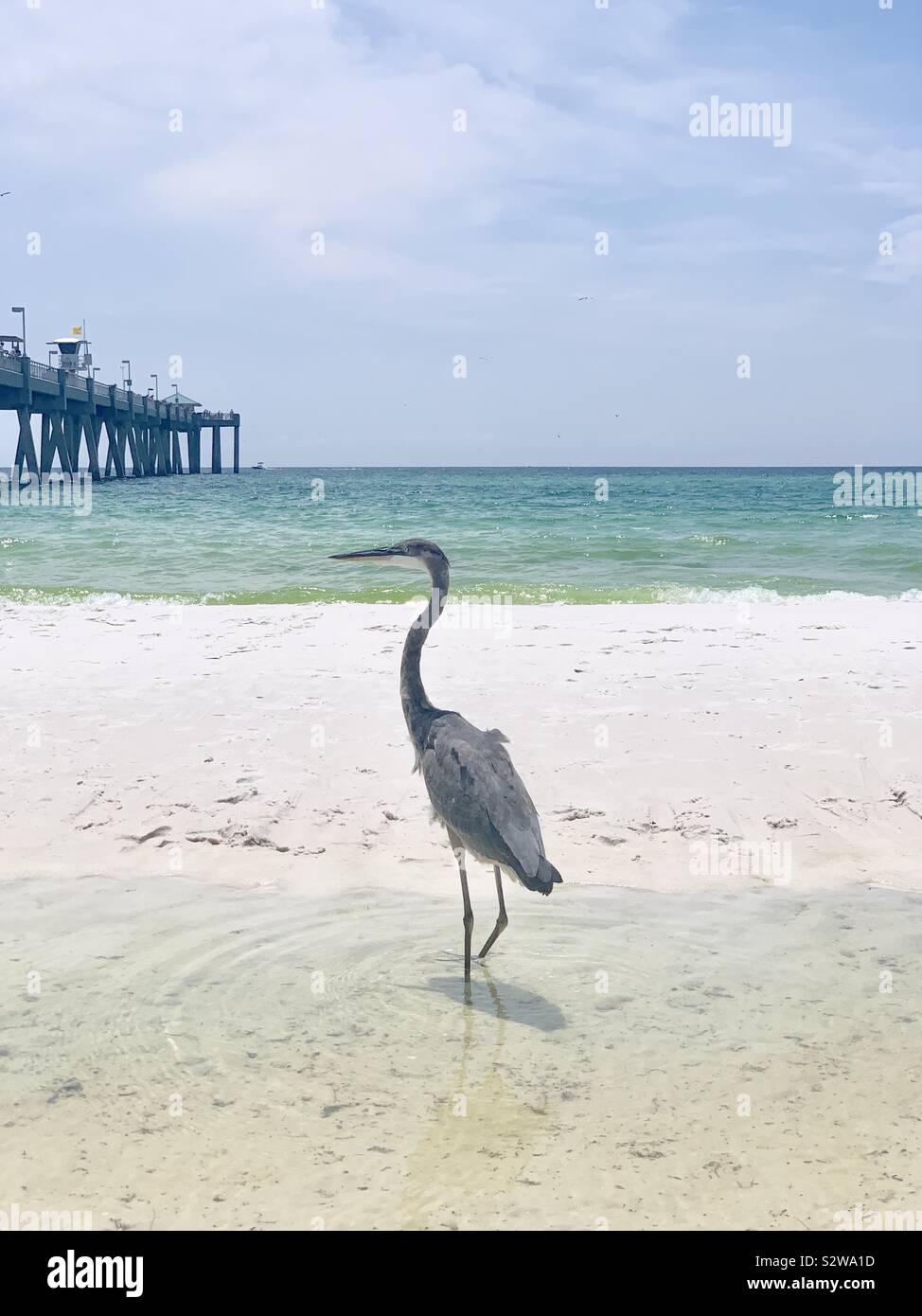 Great blue heron close up standing on the beach - Smartphone Captured Stock Image