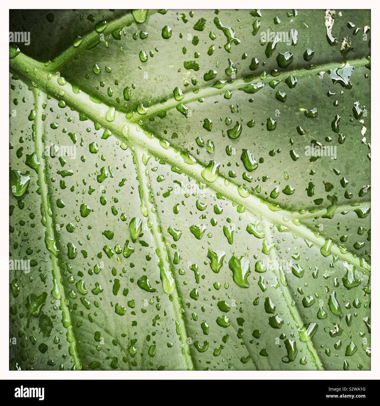 Elephant Ear with Rain Drops Stock Photo