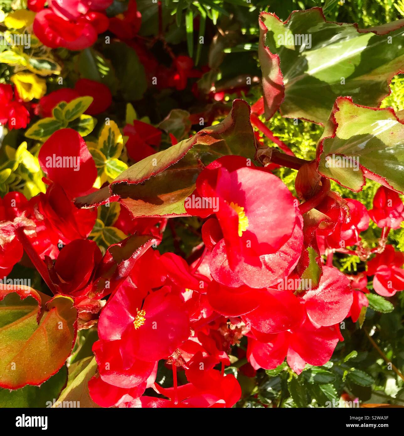 Red Begonia, flowering garden plant Stock Photo