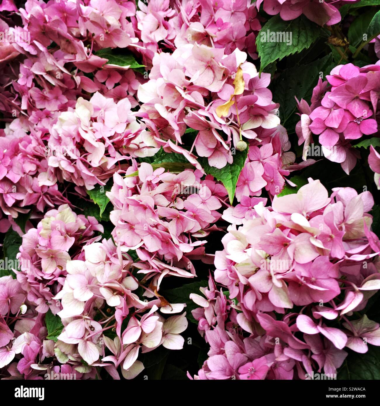 Pink hydrangea flowers Stock Photo Alamy