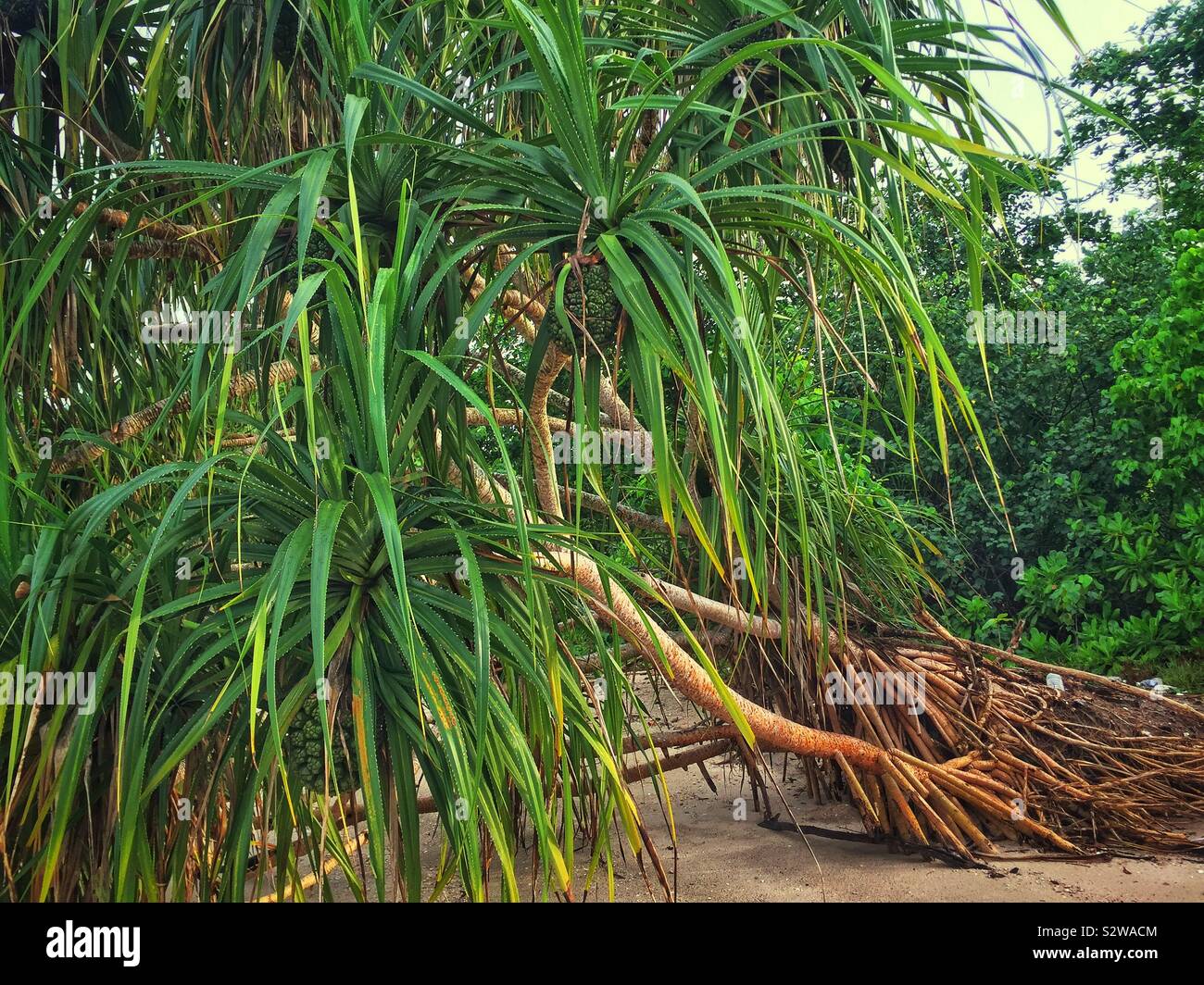 Pandanus tree hires stock photography and images Alamy