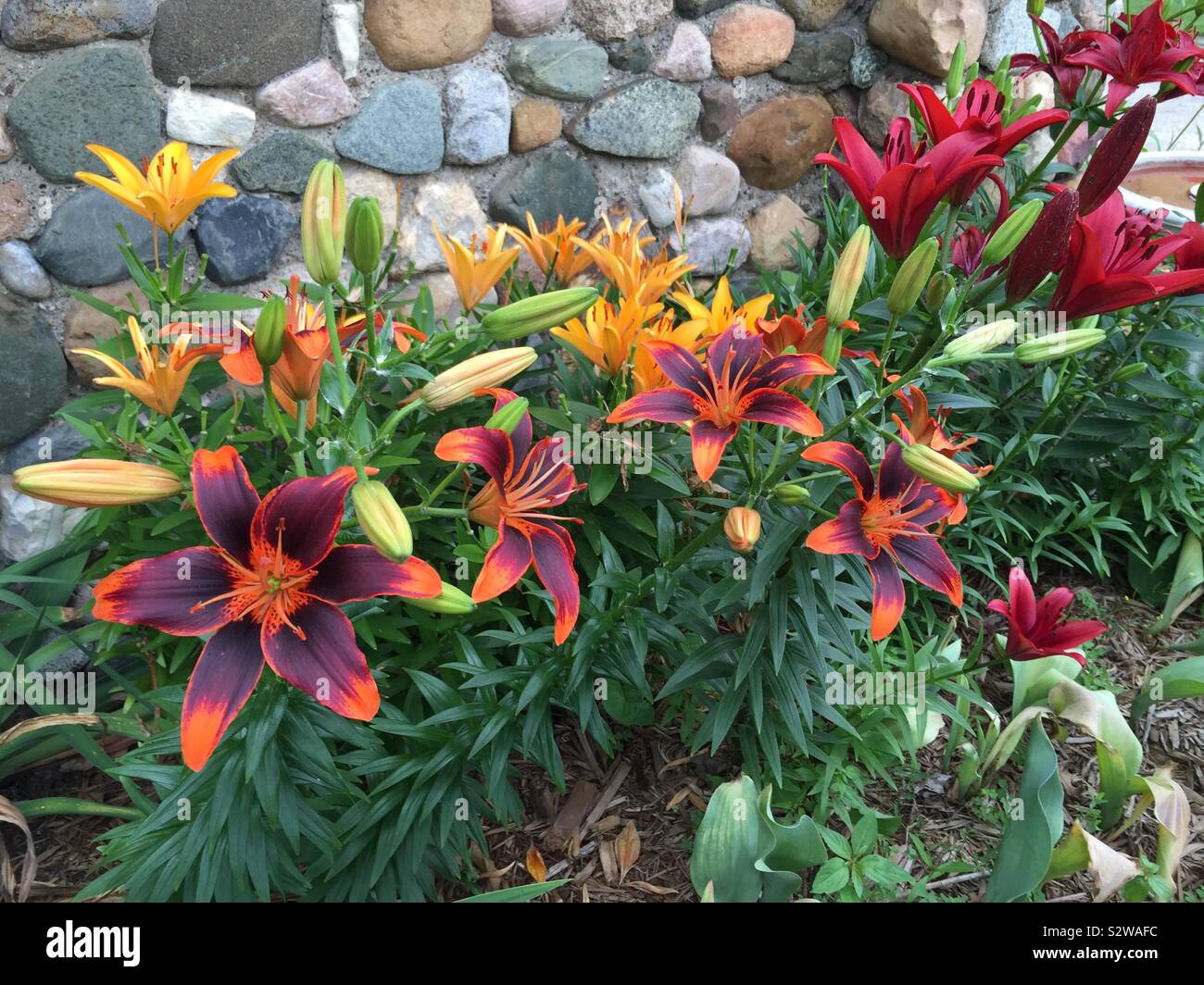 Multi-color Lillie’s in bloom Stock Photo
