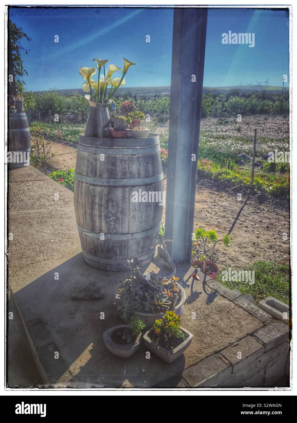 Succulents in pots at Beulah’s, South Africa Stock Photo Alamy
