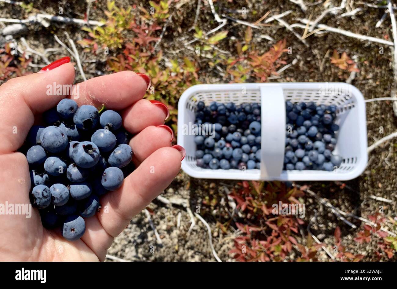 Wild blueberries - Smartphone Captured Stock Image