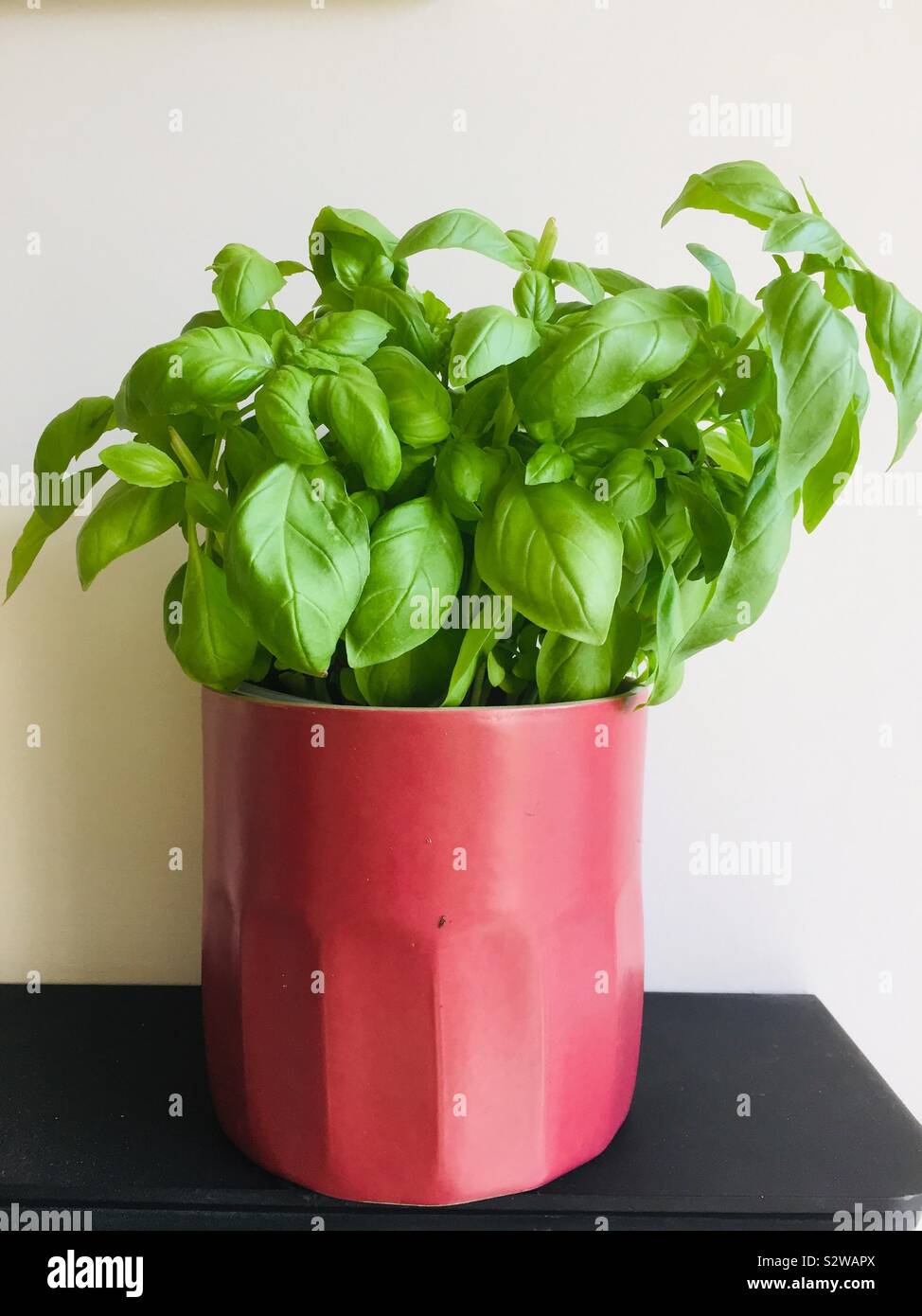 Basil plant in red pot on black shelf with white wall background - Smartphone Captured Stock Image