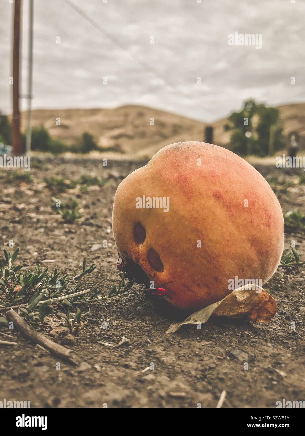 A bad peach on the ground with rolling hills in the background - Smartphone Captured Stock Image