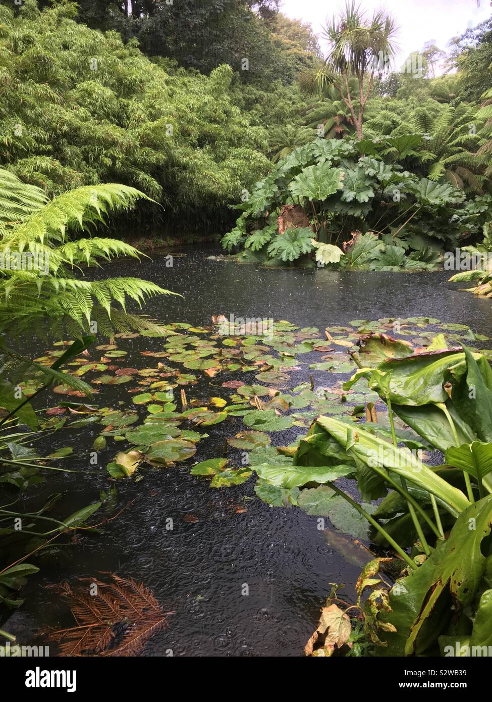 Lost gardens of heligan jungle section Stock Photo Alamy