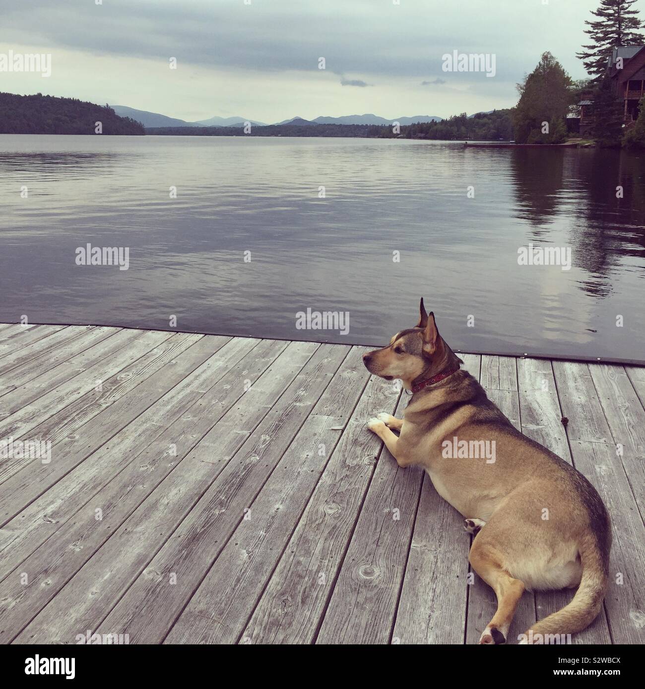 Our dog sitting on the dock in lake placid. Stock Photo