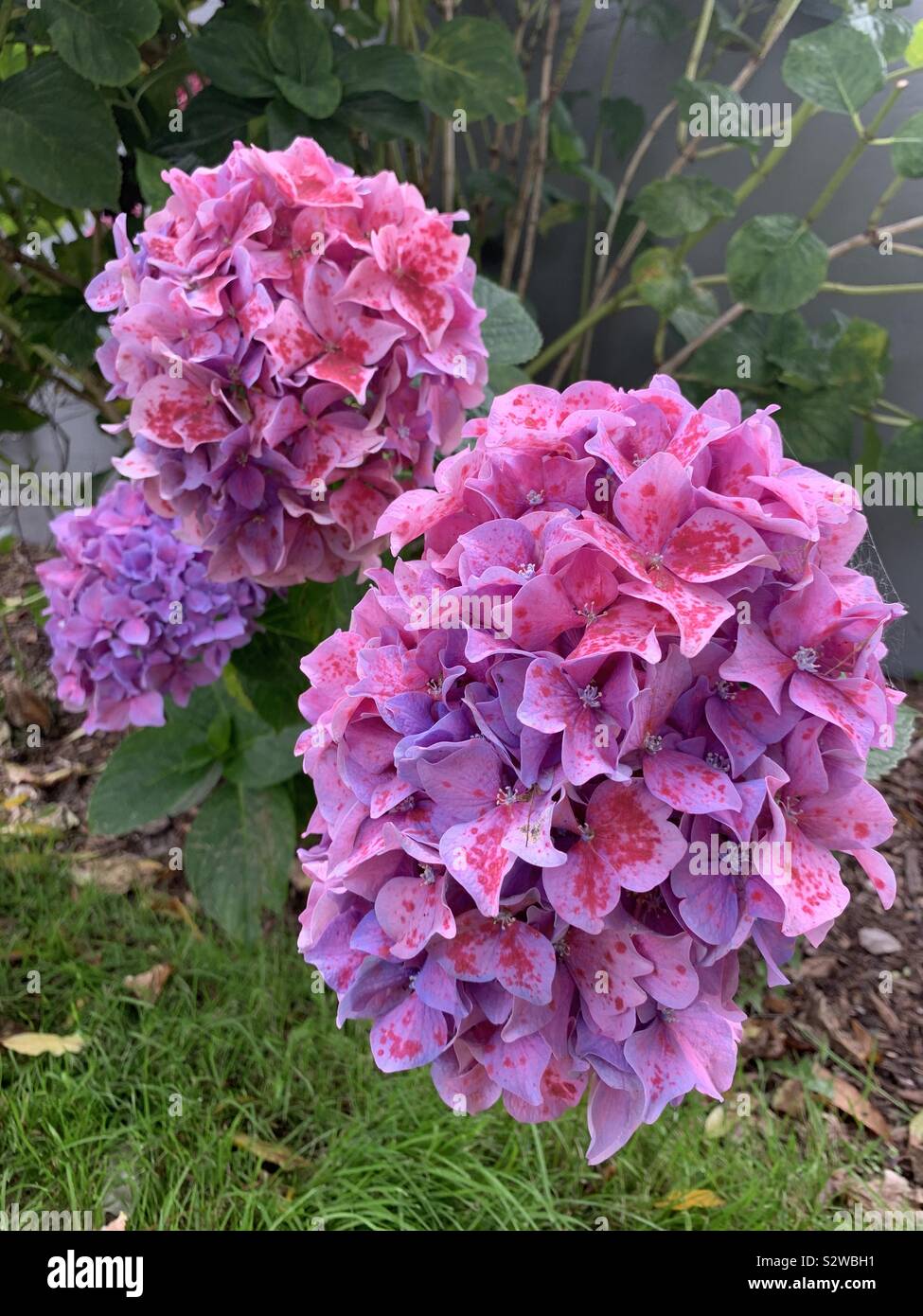 Beautiful flowers Stock Photo