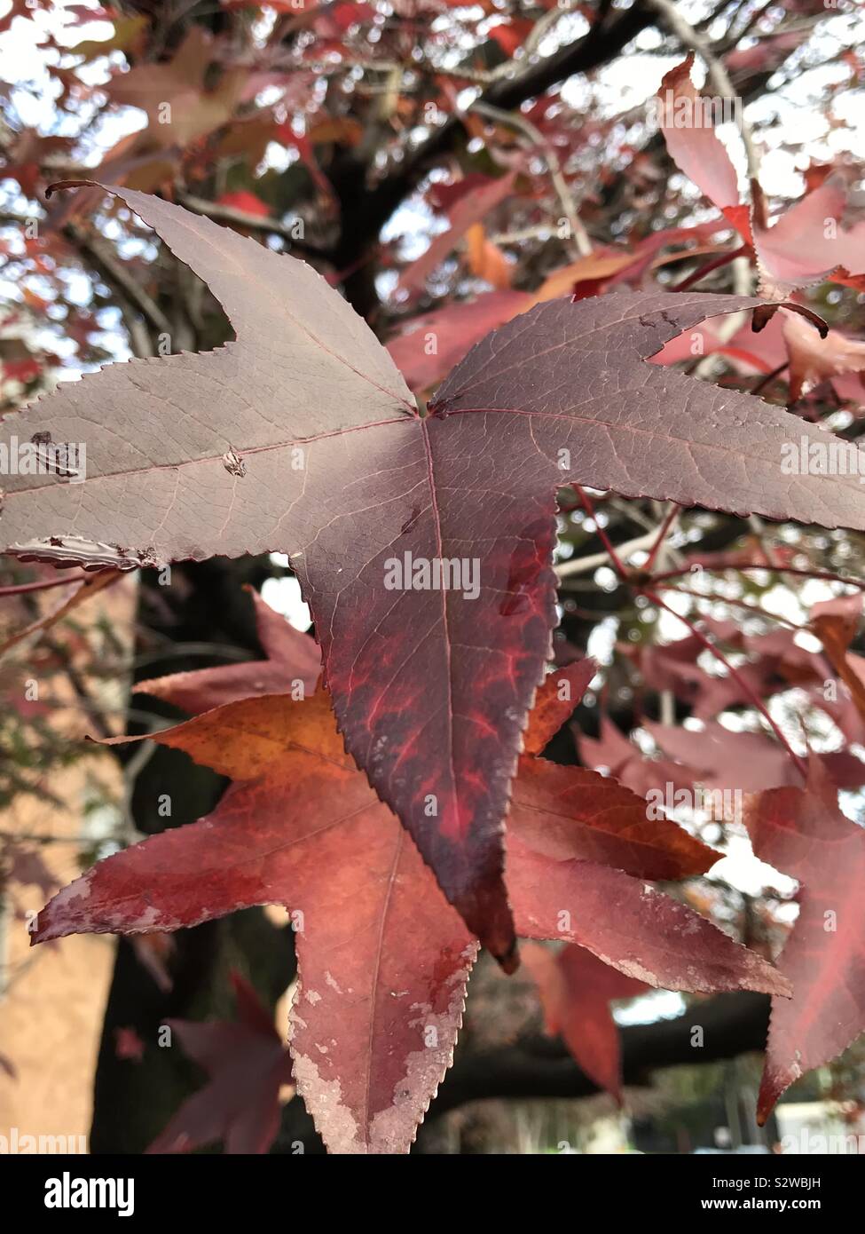 Ruby red japanese maple hires stock photography and images Alamy