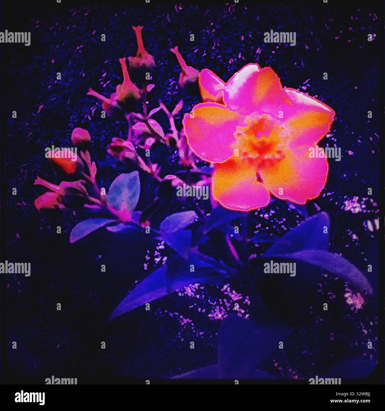 Flower with enhanced colours Stock Photo - Alamy