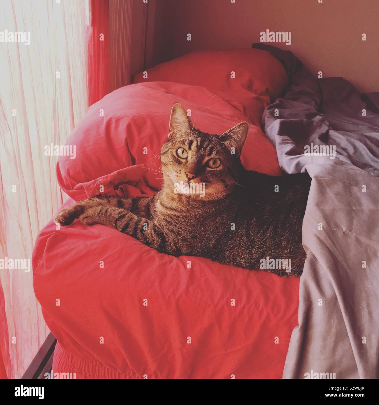 A tabby cat resting on a bed. Stock Photo