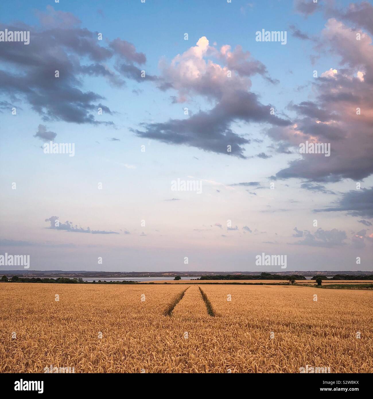 Field of wheat. - Smartphone Captured Stock Image