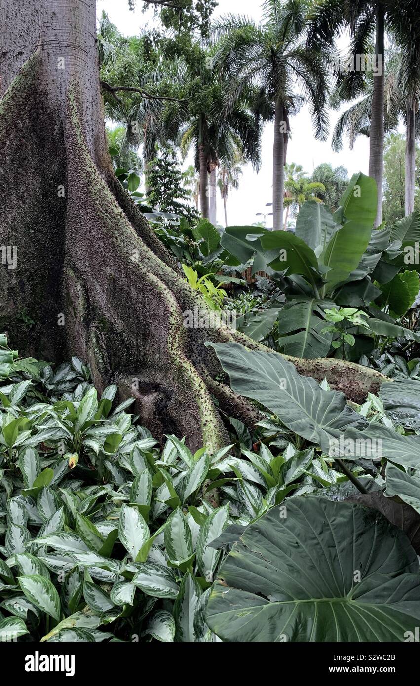 Tropical garden with the base of a very old Kapok tree, green plants