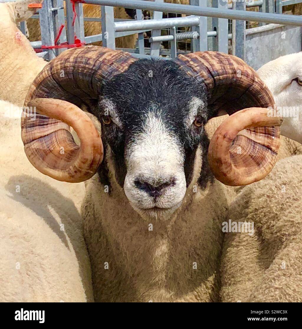 Large curled horns hi-res stock photography and images - Alamy