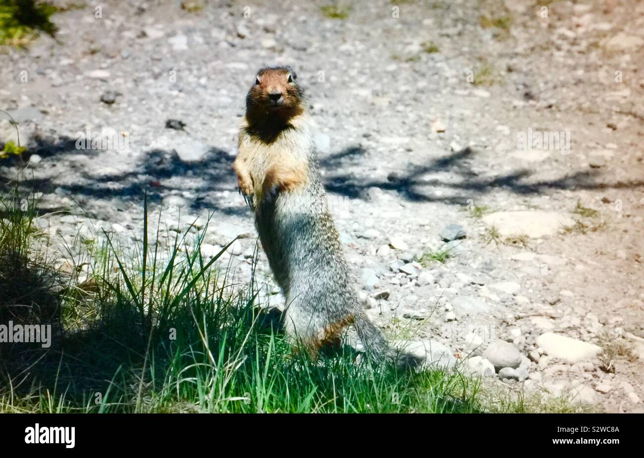 Richardson ground squirrel Stock Photo - Alamy
