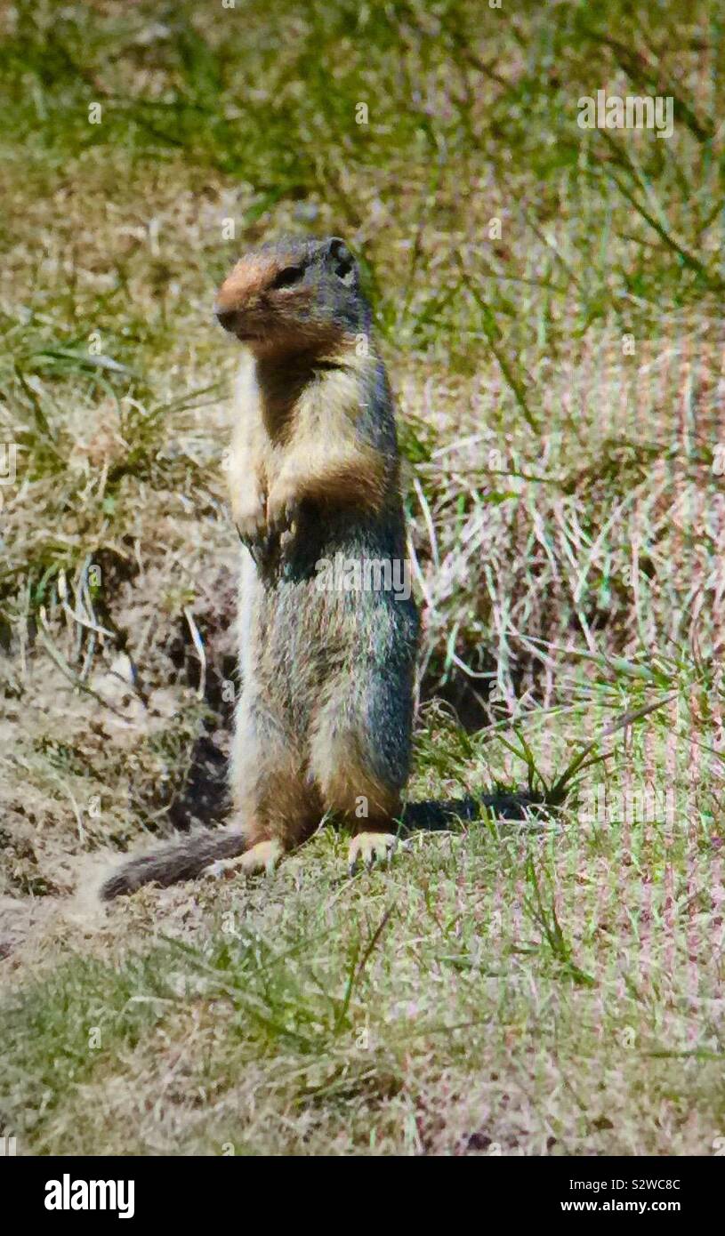 Richardson ground squirrel, gopher, rodent Stock Photo Alamy
