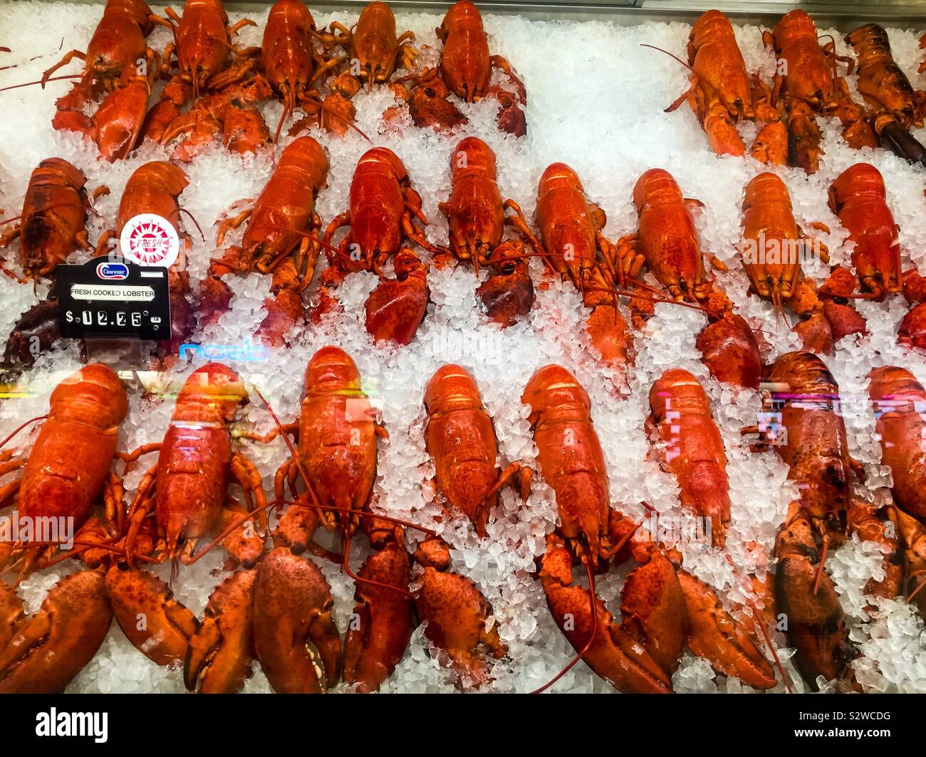 Freshly cooked lobster on ice in a display case. Ready to eat or ship worldwide. Good eats. Local. From the Atlantic Ocean. Also in Maine, USA. No packaging. Stock Photo
