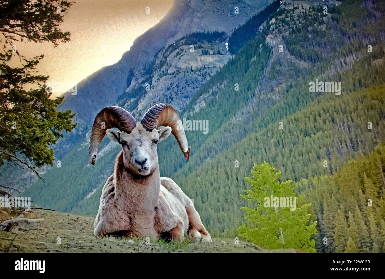 canadian-rockies-bighorn-sheep-banff-national-park-alberta-canada