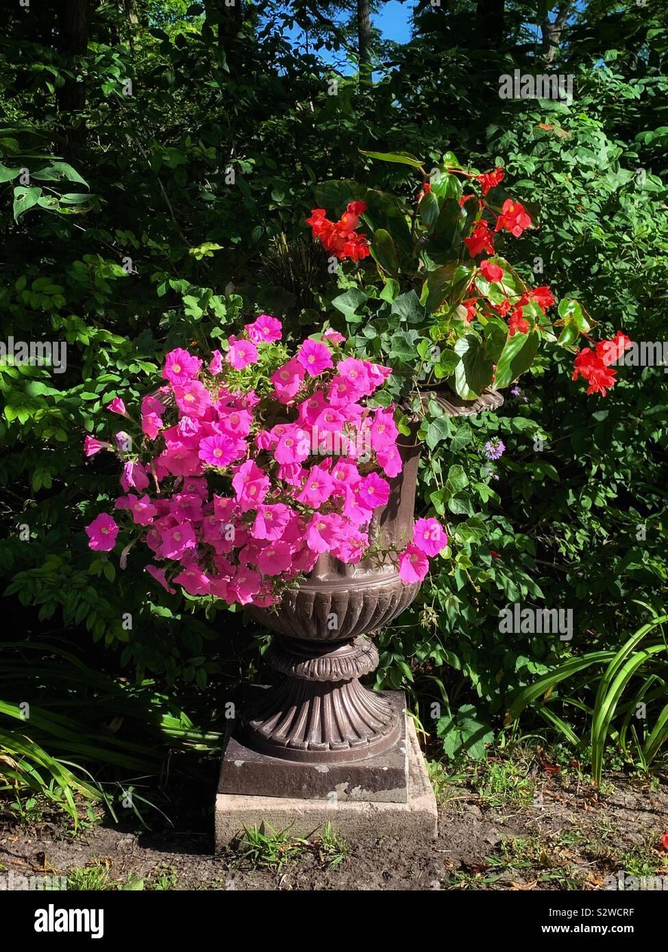 Garden plant urn full of lovely pink geraniums. Stock Photo
