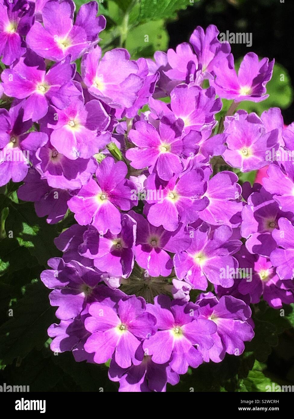 Purple flowers hi-res stock photography and images - Alamy