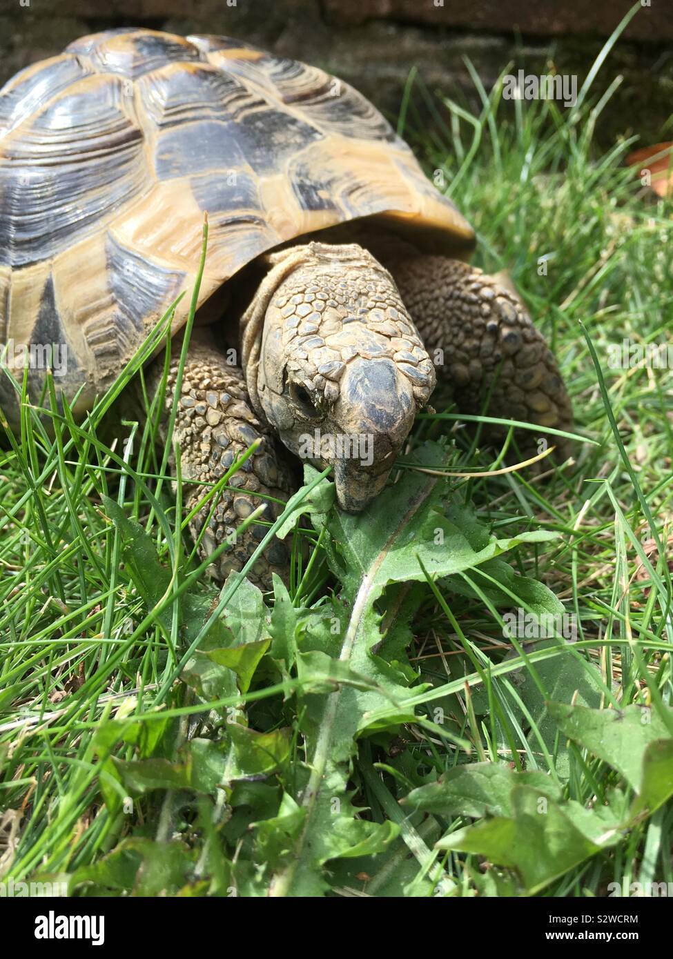 New pet, a Hermann tortoise, chomping on a dandelion leaf in our garden