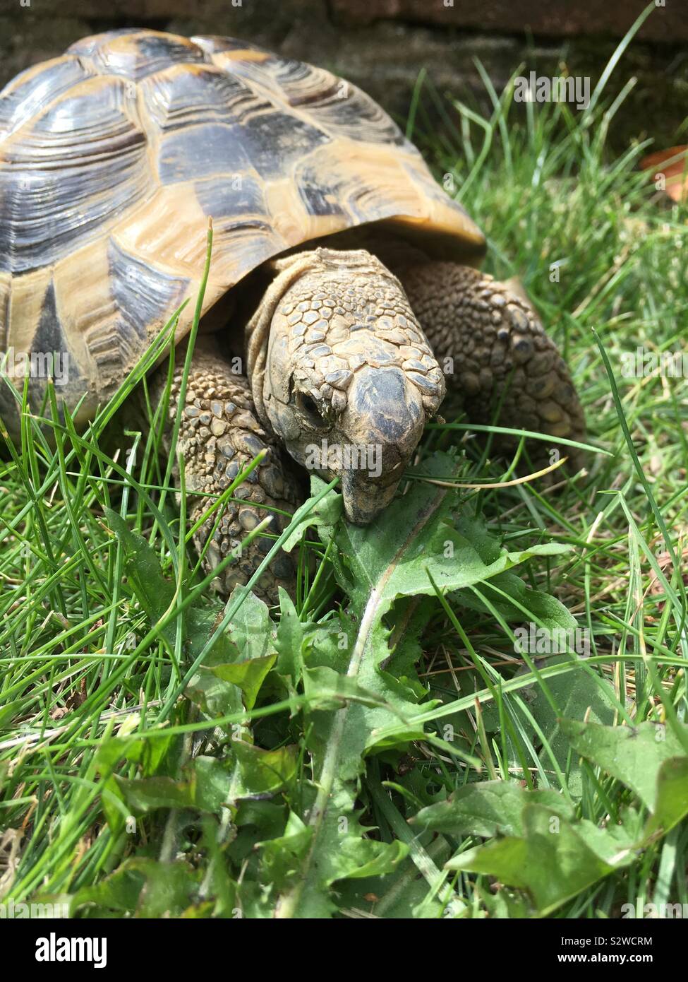 New pet, a Hermann tortoise, chomping on a dandelion leaf in our garden. He is ten years old. Stock Photo