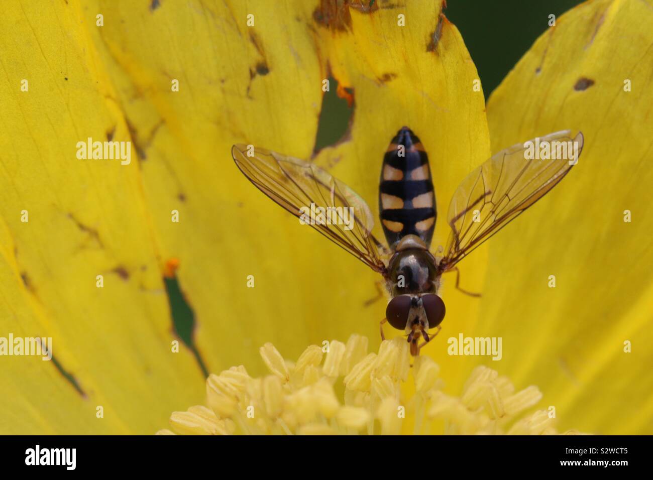 Hover Fly on yellow flower Stock Photo
