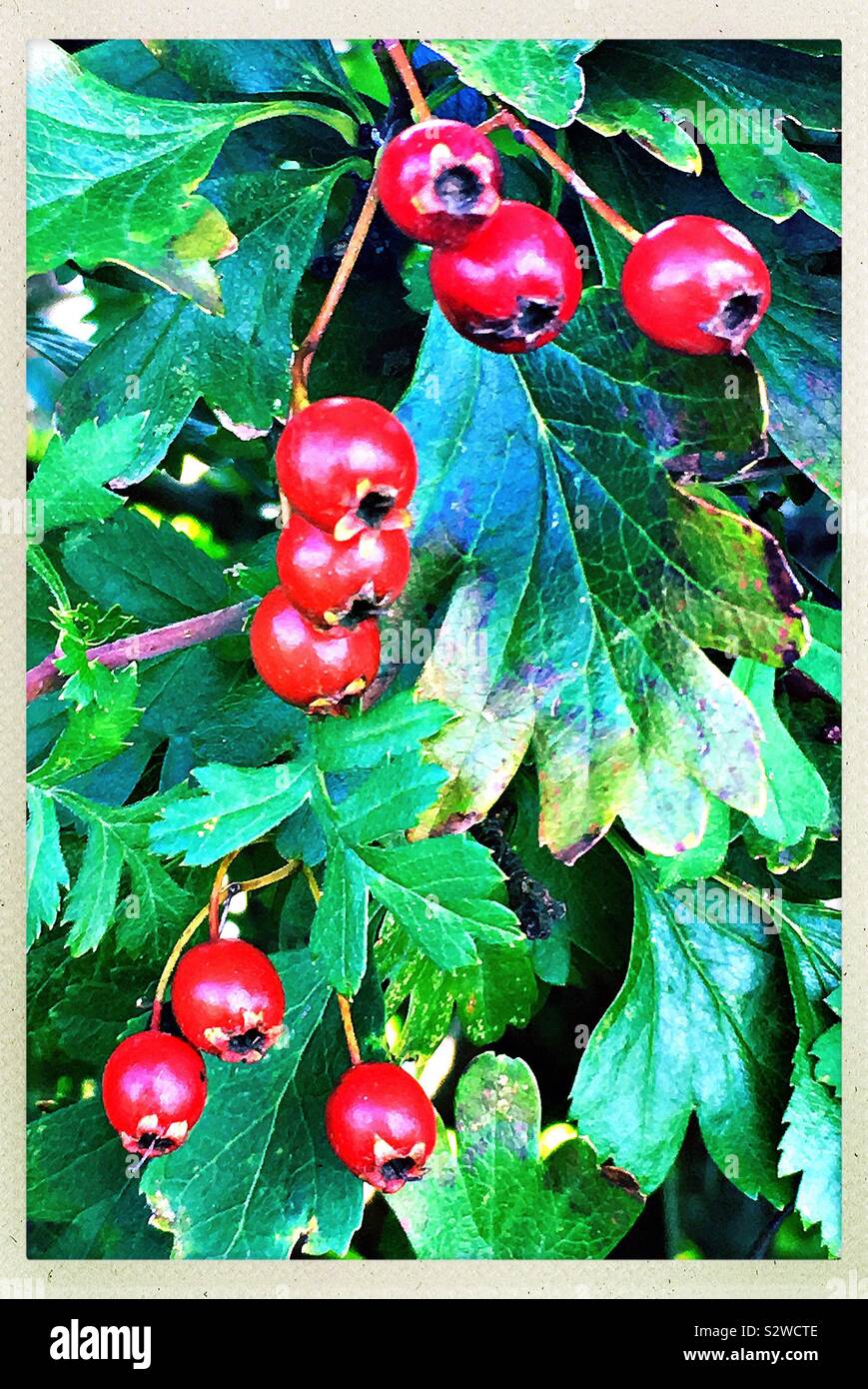 What's that string of bright red, waxy berries in the hedge
