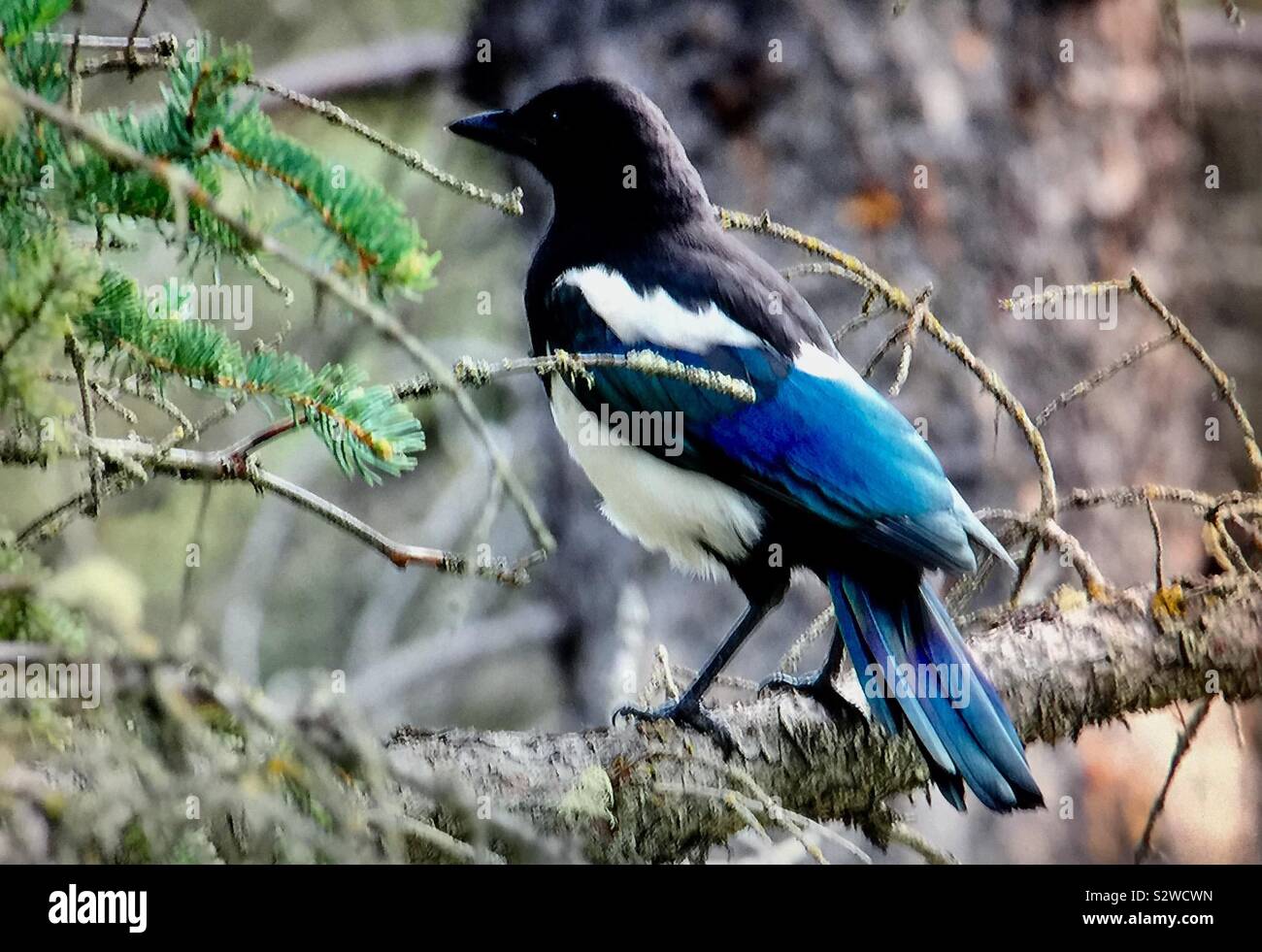 Black-billed Magpie , Pica hudsonia - Smartphone Captured Stock Image