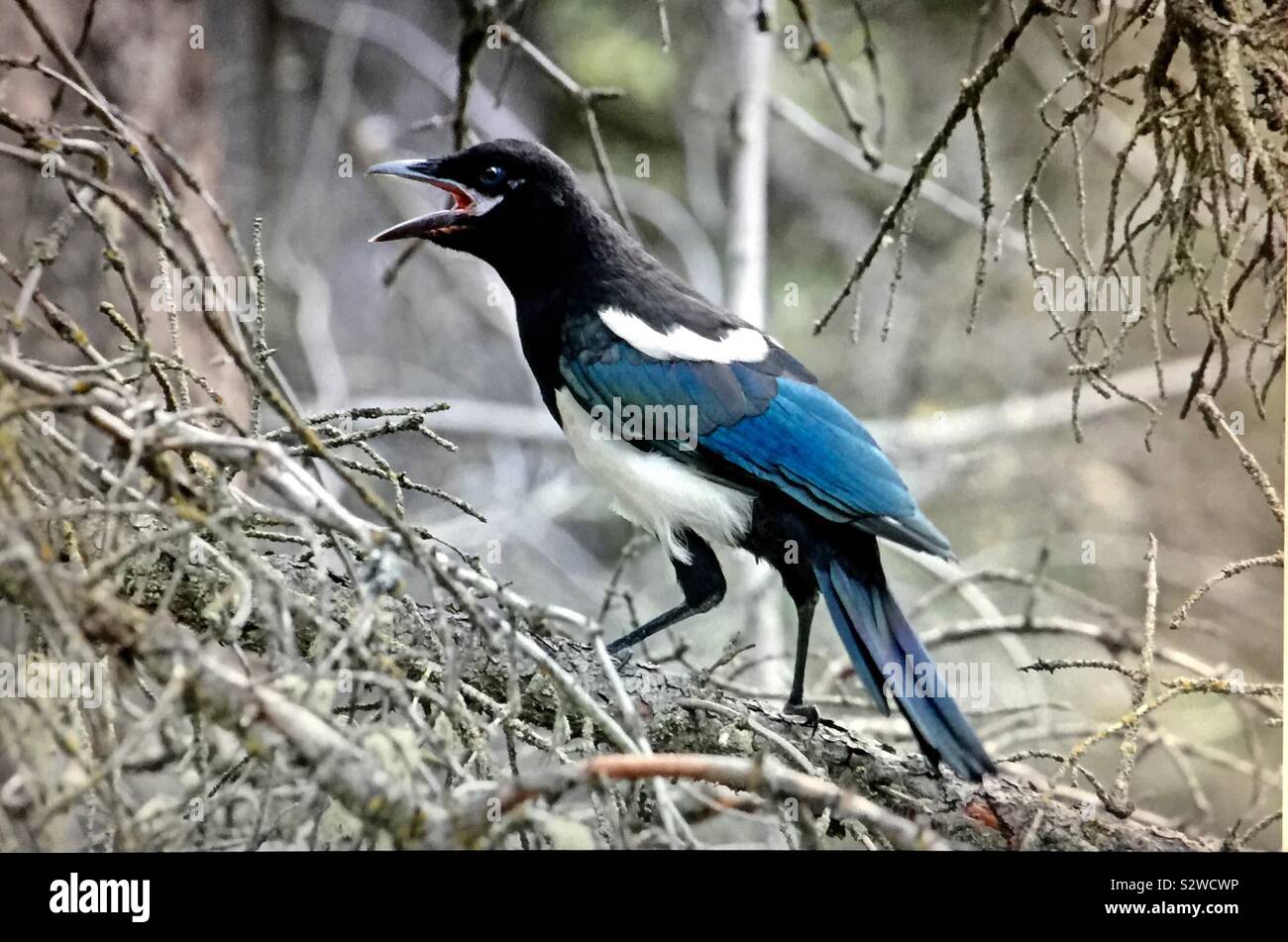 Black-billed Magpie , Pica hudsonia - Smartphone Captured Stock Image