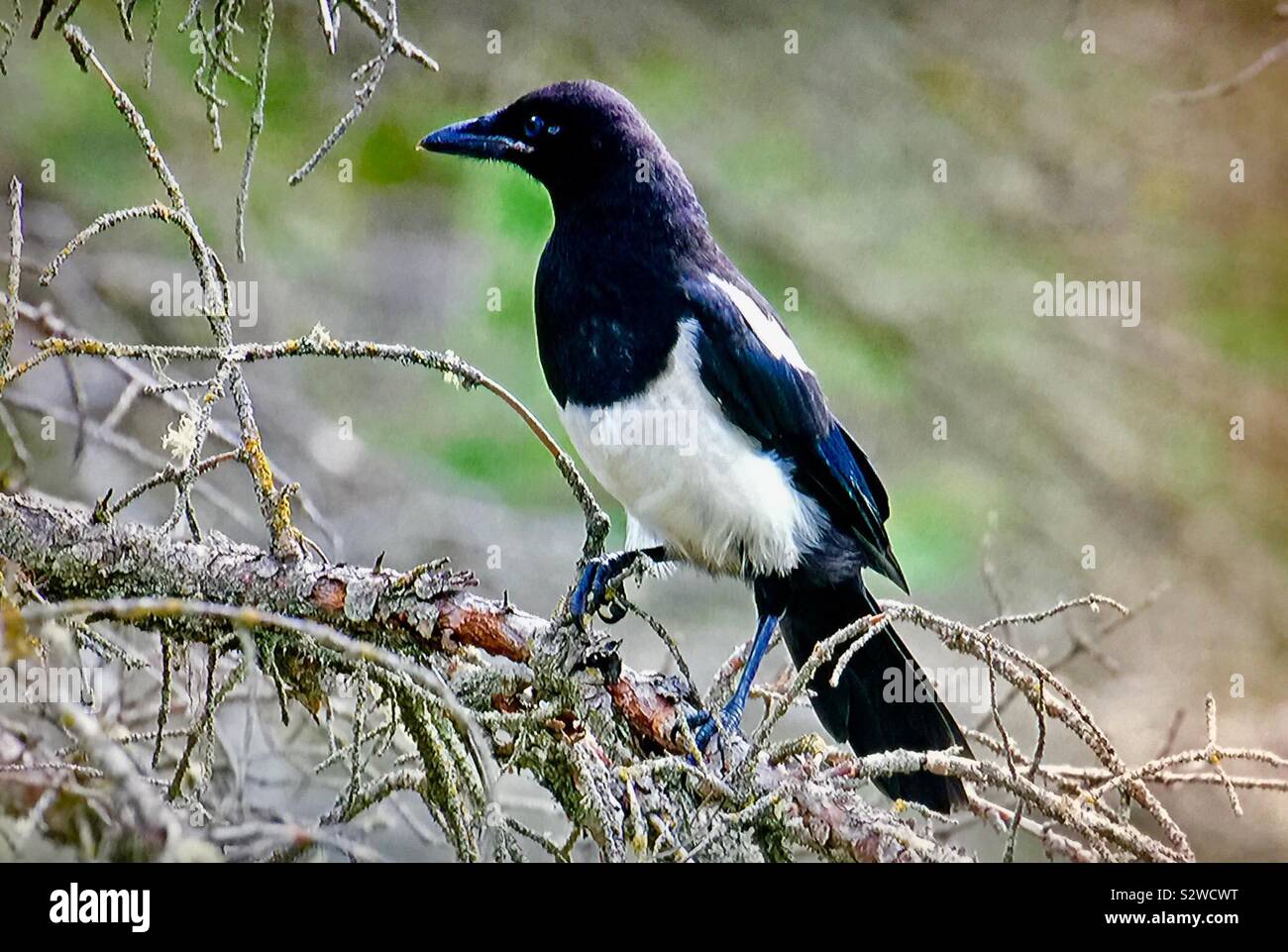 Black-billed Magpie , Pica hudsonia - Smartphone Captured Stock Image