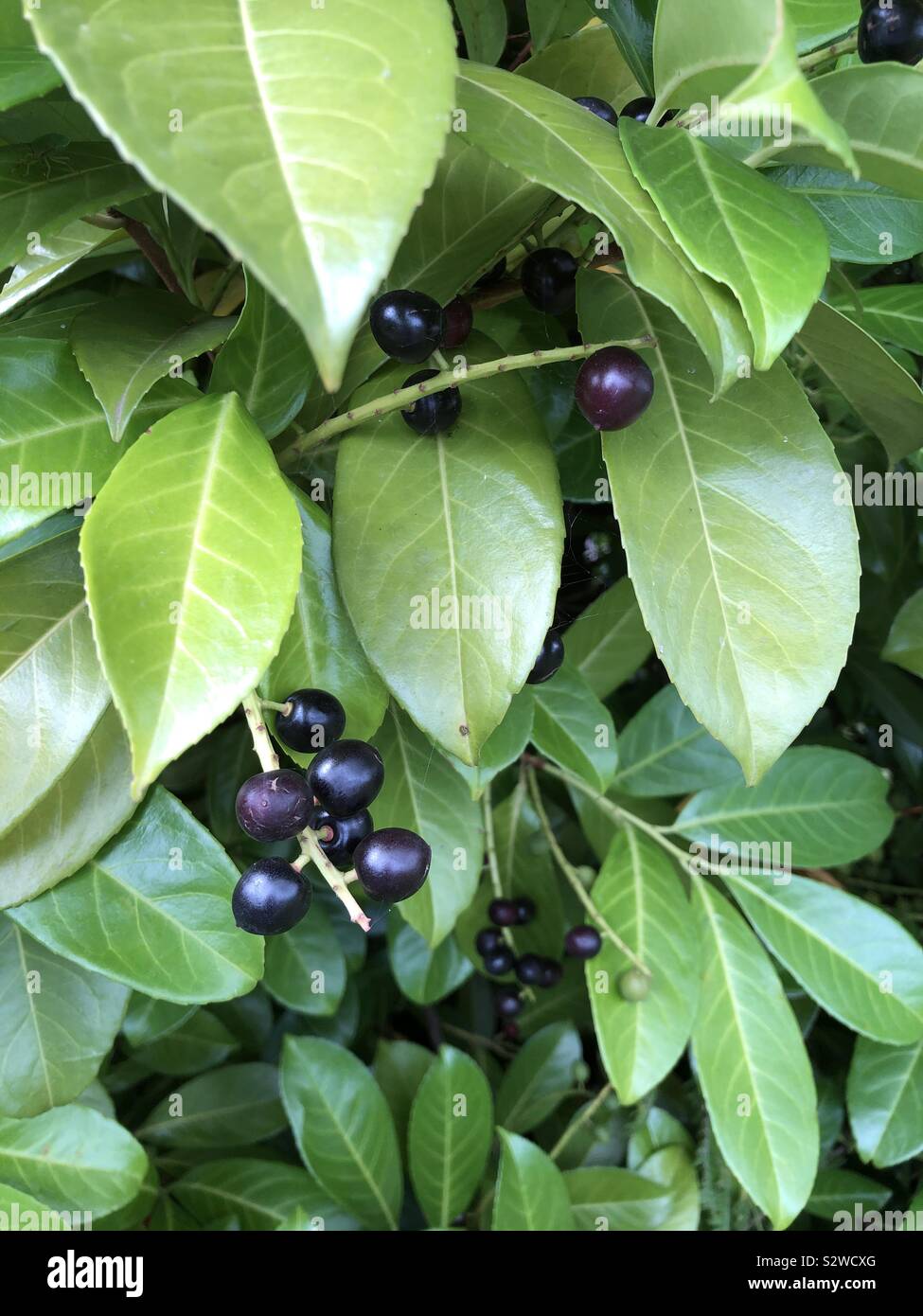 English laurel berries hires stock photography and images Alamy
