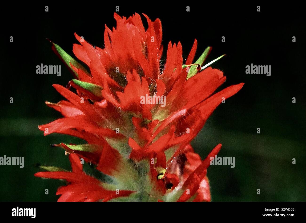 Alberta wildflowers hi-res stock photography and images - Alamy