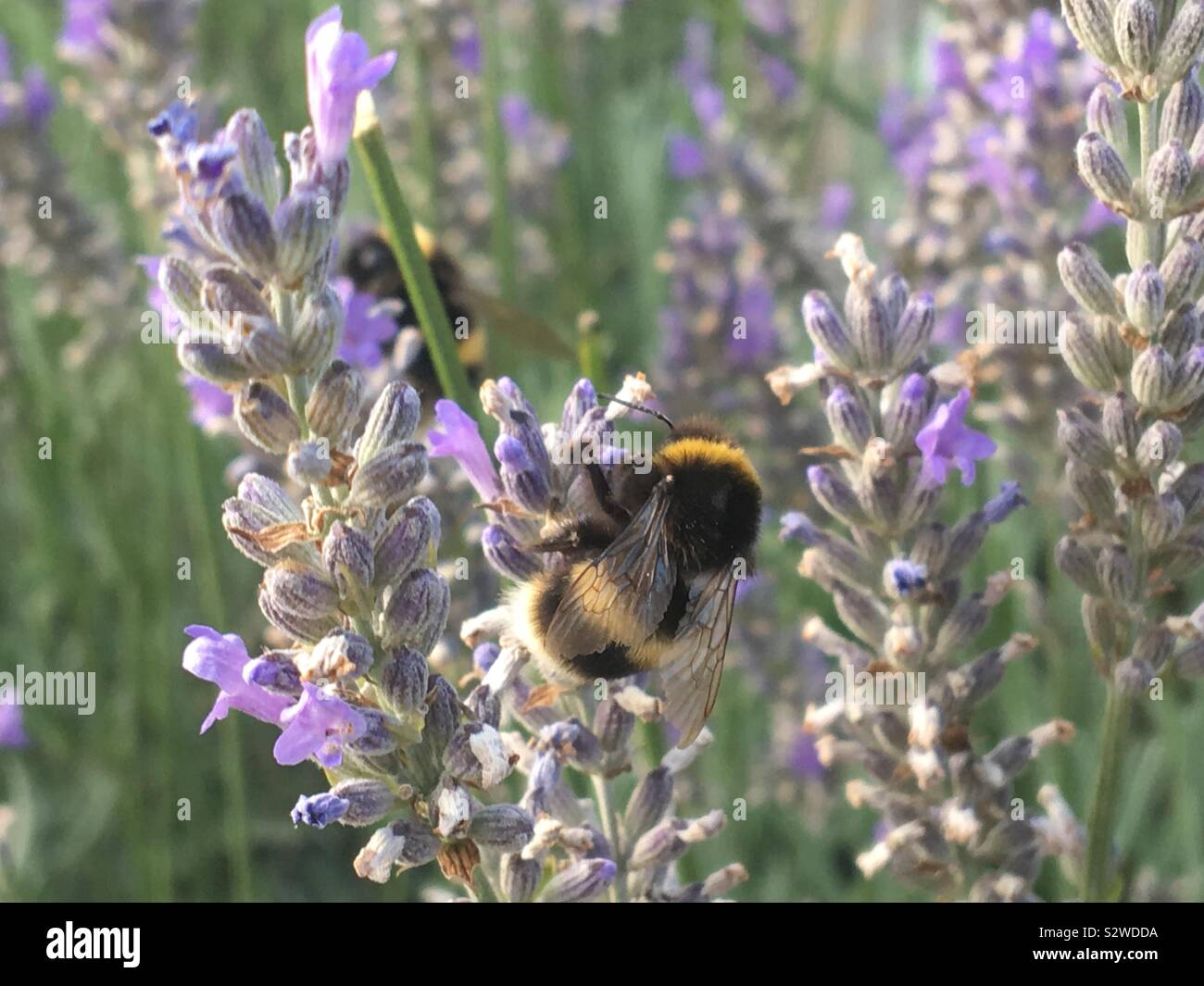 Bubble bees are on lavender Stock Photo