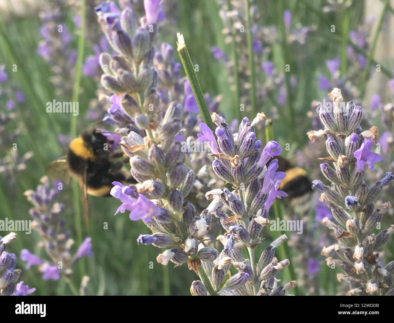 Romantic bees Stock Photo