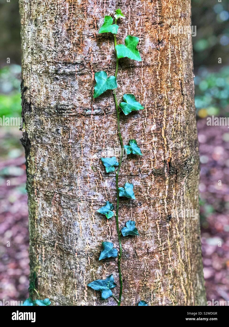 Climbing Ivy on tree trunk - Smartphone Captured Stock Image
