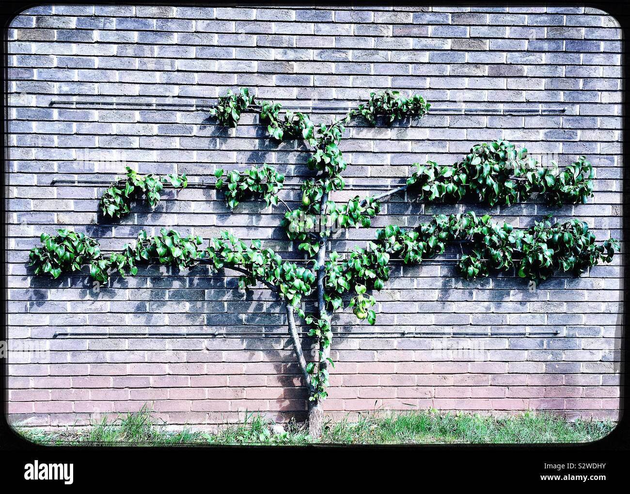 Pear tree growing against a brick wall Stock Photo Alamy
