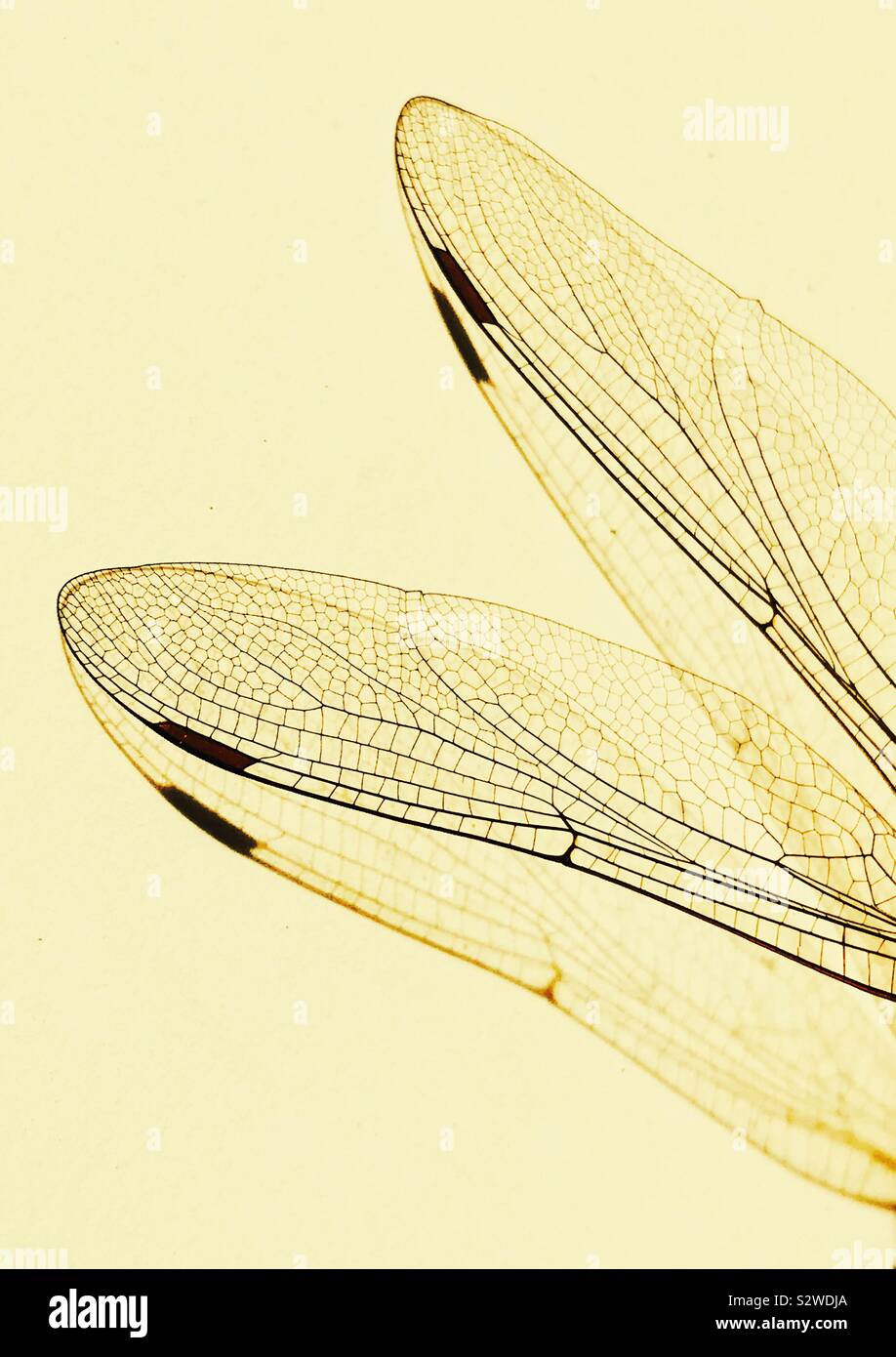 Dragon Fly wings - Smartphone Captured Stock Image