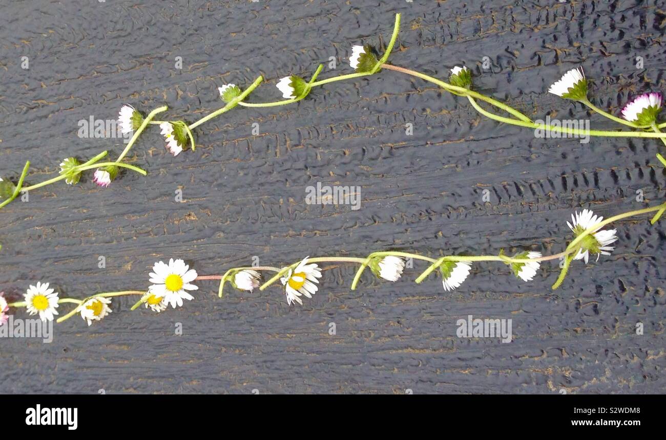 Daisy Chain Hi Res Stock Photography And Images Alamy