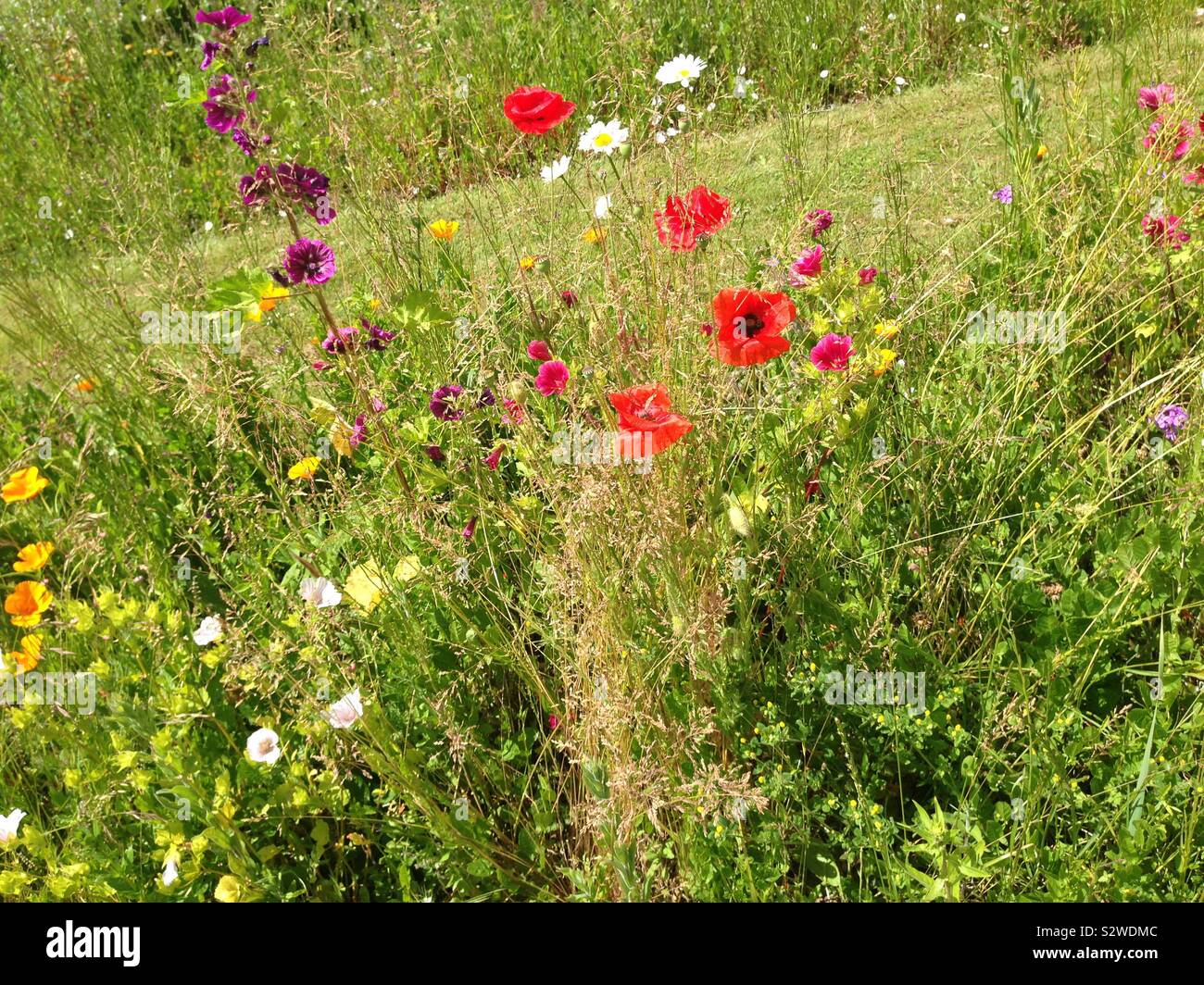 Wild country meadow flowers Stock Photo