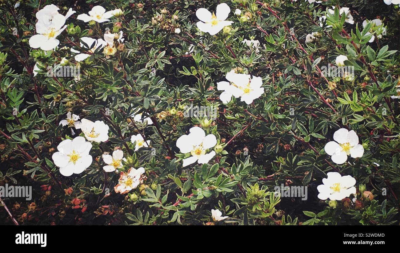 White potentilla flowers on shrub Stock Photo